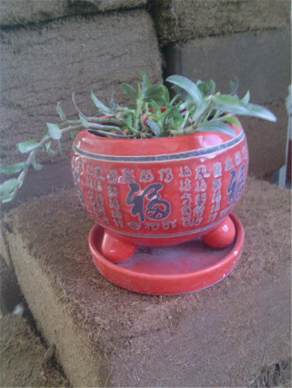 �c���鿴Ԕ����Ϣ�����}��Herba Dendrodii Pot Seedlings ��x�Δ�(sh��)��2761