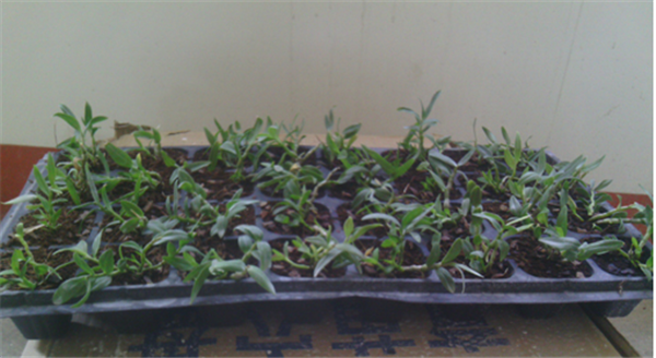 �c���鿴Ԕ����Ϣ�����}��Herba Dendrodii Plug Seedlings ��x�Δ�(sh��)��2888